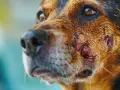 Primer plano de un perro con leishmaniasis, mostrando lesiones cutáneas en su rostro.