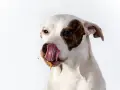 Perro blanco con manchas marrones, lamiéndose la boca con una sustancia pegajosa. ¿Por qué los perros se comen la caca? ¡Este perro parece tener una respuesta!