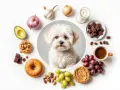 Un bichón maltés mira rodeado de alimentos prohibidos: chocolate, uvas, ajo, cebolla, aguacate, café y lácteos.