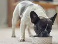 Un bulldog francés blanco y negro disfruta de su alimentación para perros en un cuenco decorado.