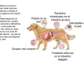 Ilustración de un perro con su sistema digestivo expuesto, mostrando parásitos internos y externos. Es crucial desparasitar cachorros y perros adultos.