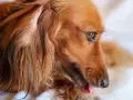 Perro de pelo largo y color canela, con una oreja caída y la lengua fuera. Parece un perro dominante, observando con atención.