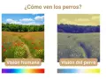 Comparación de la visión humana y canina: un campo de amapolas vibrante frente a una vista desaturada, mostrando cómo ven los perros.