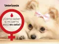 Un Pomerania con un lazo rosa en la cabeza. Un círculo rojo con un símbolo femenino y la pregunta "¿Cómo saber si mi perra está en celo?".