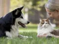 Una mujer sonríe a un gato mientras un perro, entrenado por un educador canino, observa atentamente.