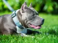 Un perro gris, con collar azul, descansa feliz en la hierba verde, disfrutando del sol.