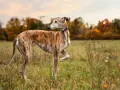 Un galgo atigrado, elegante y esbelto, posa en un campo otoñal. Este es uno de los tipos de galgos más reconocibles.