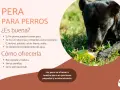 Un perro negro disfruta de un trozo de pera en la hierba. Los perros pueden comer pera, es una fruta saludable para ellos.