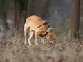 Perro de pelaje dorado olfateando el suelo, con arnés y collar. Parece que los perros machos tienen celo y está explorando el entorno.
