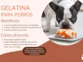Un bulldog francés mira con curiosidad un plato de gelatina con trozos de pollo y zanahoria, demostrando que los perros pueden comer gelatina.