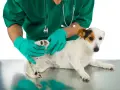 Veterinario revisa a un perro en busca de una garrapata.