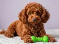 Un adorable caniche toy rojo adulto descansa con su juguete verde favorito.
