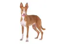 Un elegante podenco canario, con su pelaje rojizo y blanco, orejas grandes y atentas, y un collar rojo, posa con orgullo.