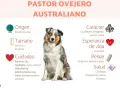 Un pastor ovejero australiano, con su pelaje merle y ojos azules, sentado. La imagen detalla su origen, tamaño, cuidados, carácter, esperanza de vida, pelaje y salud.