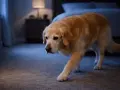 Golden retriever camina por la habitación en la oscuridad. Parece que mi perro no para de dar vueltas por la noche.