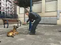 Joven adiestrador de perros entrena a su pastor belga en la calle, recompensándolo con una golosina.