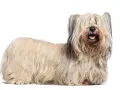Un Skye terrier con su largo y sedoso pelaje cubriendo sus ojos, parece un peluche viviente.