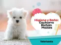 Un tierno bichón maltés listo para aprender como bañar a un bichon maltes. Higiene y baño para cachorros.