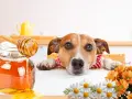Un perro curioso mira un tarro de miel. ¿Sabías que los perros pueden comer miel? Flores adornan la escena.