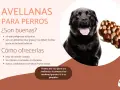 Un perro negro mira atentamente. El texto indica que los perros pueden comer avellanas, pero con moderación y sin cáscara.