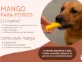 Un perro disfruta de un trozo de mango, demostrando que los perros pueden comer mango como un snack saludable y nutritivo.