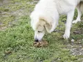 Perro blanco olfateando heces. Buscando un tratamiento para que mi perro no se coma sus heces.