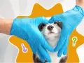 Manos con guantes azules forman un corazón alrededor de un cachorro, simbolizando los cuidados de un cachorro de 2 meses.