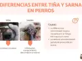 Comparativa visual de la diferencia entre sarna y tiña en perros: tiña con lesiones circulares y sarna con inflamación, enrojecimiento y costras.