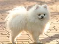 Un pomerania mediano blanco, con su cola esponjosa y pelaje abundante, posa sobre un camino de adoquines.