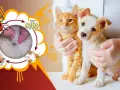 Ciclo de vida de la garrapata: adulto, huevos, larva, ninfa. ¿Cuánto vive una garrapata? Un gatito y un cachorro son examinados.
