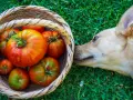 Un perro curioso olfatea una cesta llena de tomates. ¿Sabías que los perros pueden comer tomate?