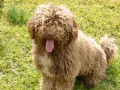 Un perro de agua marrón con pelo rizado y la lengua fuera, sentado en la hierba verde.