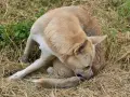 Perro de pelaje claro se rasca la cola, quizás buscando cómo son las pulgas.