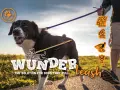 Un perro con coleta pasea feliz con su humano. La correa "Wunderleash" es la solución para perros que tiran.