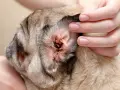 Oído de perro con signos de irritación y suciedad, posible indicio de ácaros en perros.