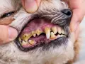 Dientes de perro con sarro visible, encías inflamadas y mal aliento. Es importante cuidar la salud bucal de tu mascota para evitar problemas.