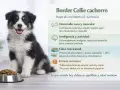 Border Collie cachorro junto a su plato de comida, con información sobre su desarrollo, nutrición y errores comunes.