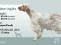 Un elegante setter inglés, con su pelaje blanco y manchas marrones, se muestra con información sobre su tamaño y esperanza de vida.