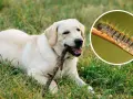 Un perro labrador juega con un palo mientras una oruga procesionaria, peligrosa para los perros, se muestra en un círculo.