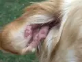 Oreja de perro con lesiones rojizas, posiblemente por picaduras de flebotomos.