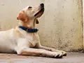 Labrador con collar azul, esperando atentamente. ¡Seguro que está aprendiendo nuevos trucos para perros!