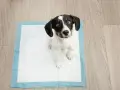 Perro sentado en un empapador, mirándote con cara de "¿por qué mi perro no hace caca en el empapador?".
