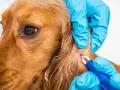 Veterinario retira una garrapata de la oreja de un perro. Existen varios tipos de garrapatas que pueden afectar a nuestras mascotas.