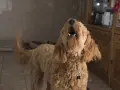 Un perro lanudo aúlla con la boca abierta. Parece que mi perro ladra cuando me voy, ¡y no le gusta nada!