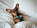 Un cachorro salchicha de 2 meses, acurrucado en la cama con un libro azul, parece preguntarse cuánto duerme un cachorro de 2 meses.