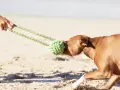 Perro marrón jugando a tirar de la cuerda en la playa, uno de los muchos juegos para perros.