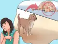 Una mujer preocupada mira a su perro sano, mientras una burbuja de pensamiento muestra un perro sufriendo de sarna animal.