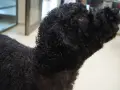 Perro de agua negro con un corte de pelo rizado y esponjoso, listo para nadar.