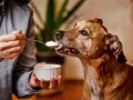 Un perro marrón disfruta de una cucharada de yogur ofrecida por una persona. ¡Los perros pueden comer yogur!