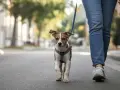 Un cachorro con arnés y correa sale a la calle por primera vez, explorando el mundo junto a su dueño.
